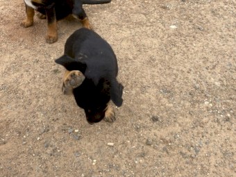 Kelpie cross Koolie
