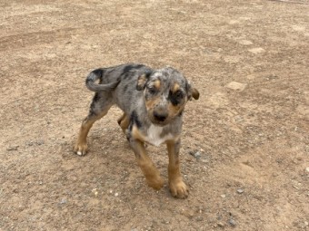 Kelpie cross Koolie