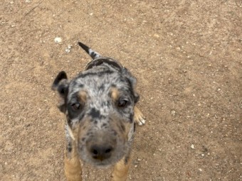 Kelpie cross Koolie