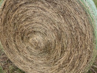 Clover and Rye Grass 5x4 Rolls