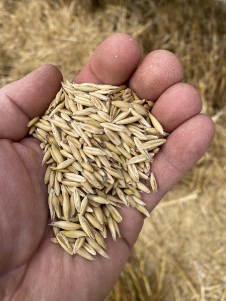 Drover and Warrego Oats