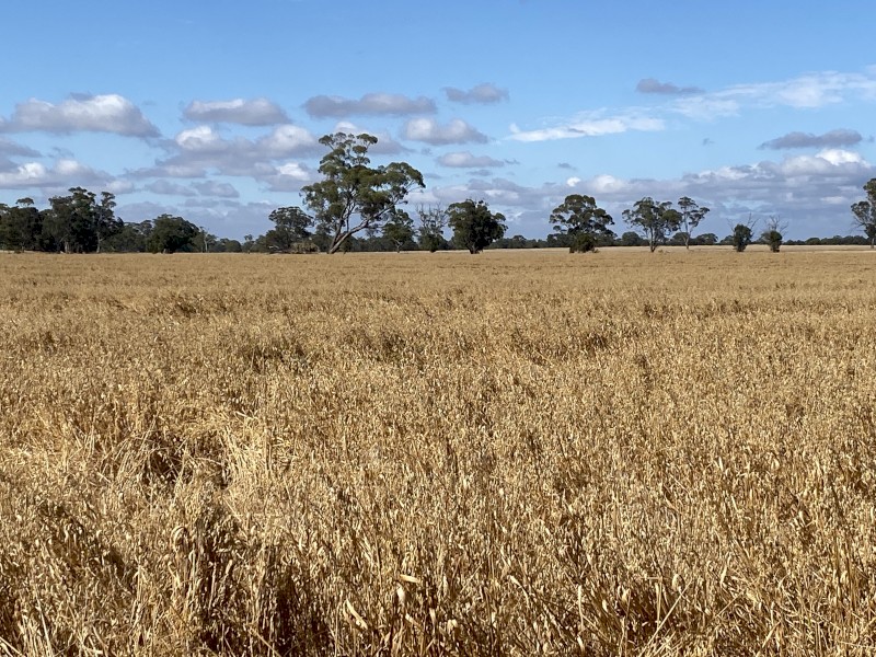 Bannister Oats 