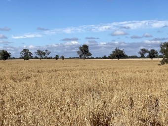 Bannister Oats 