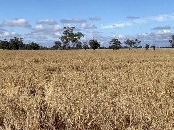 Bannister Oats 