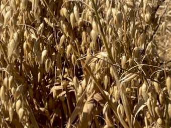Bannister Oats 