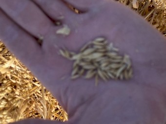 Bannister Oats 