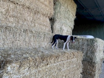 2  x Collie X Dogs  (1M 1F)