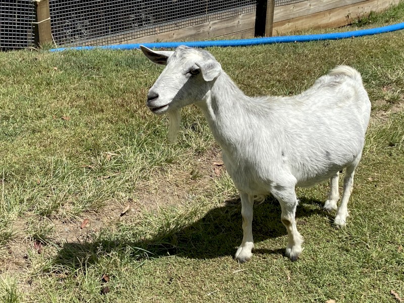 Australian miniature goats 
