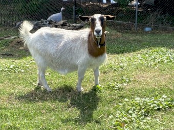 Australian miniature goats 