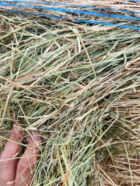 Pasture hay