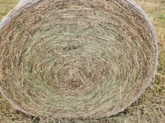 Pasture hay