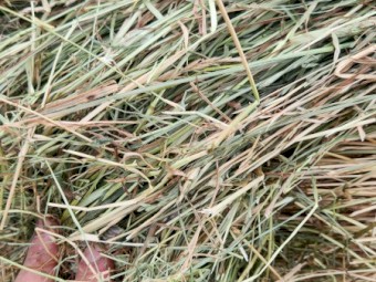 Pasture hay
