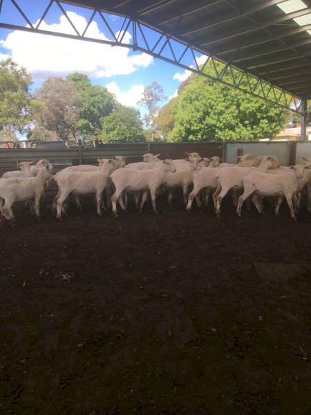 500 shorn Second X Lambs