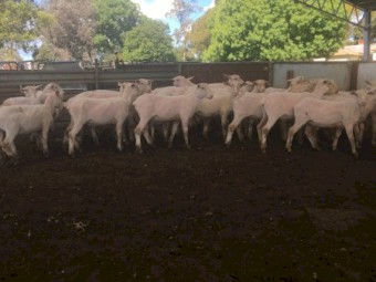 500 shorn Second X Lambs