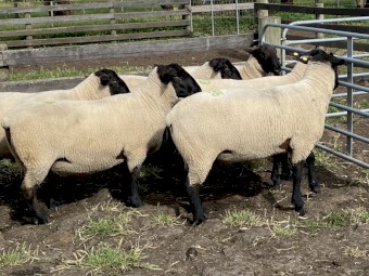 Suffolk Rams 