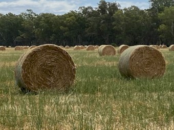 315 x Rye/Oaten & Clover Hay 5x4 Round Bales
