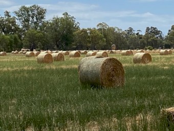 315 x Rye/Oaten & Clover Hay 5x4 Round Bales