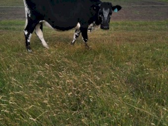 F1 speckle Park cows