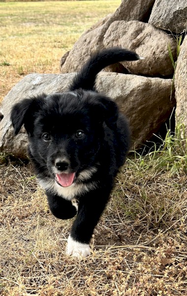 BORDER COLLIE/KELPIE PUPPIES SALE!