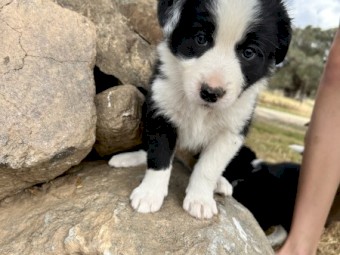 BORDER COLLIE/KELPIE PUPPIES SALE!