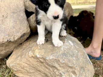 BORDER COLLIE/KELPIE PUPPIES SALE!