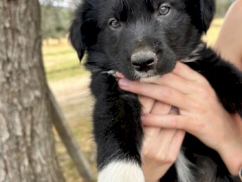 BORDER COLLIE/KELPIE PUPPIES SALE!