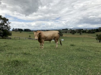 Red Angus x Blonde