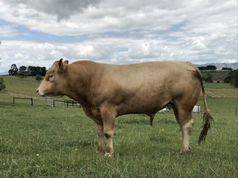 Red Angus x Blonde