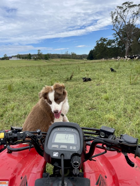 Prue bred Border Collie 