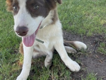 Prue bred Border Collie 