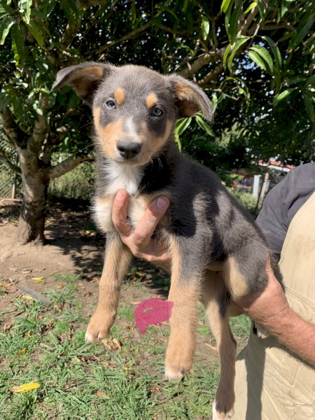 Kelpies Pups