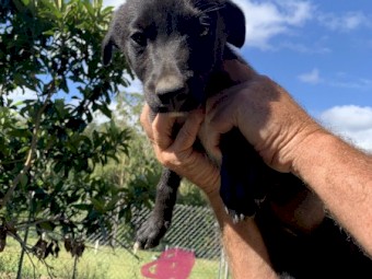 Kelpies Pups