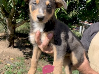 Kelpies Pups