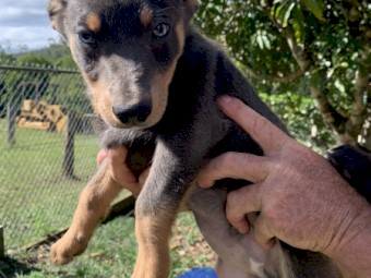Kelpies Pups