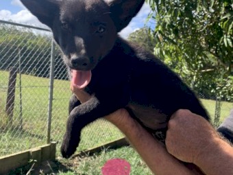 Kelpies Pups