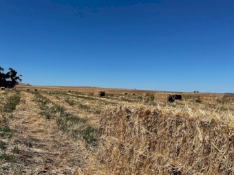 20 x Oaten Hay 8x3x3 Bales