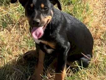 Kelpie Koolie Cross 12 week old pups 