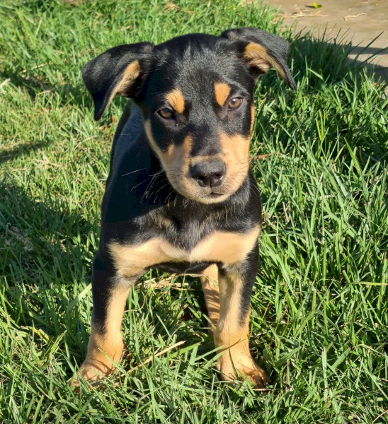 Kelpie pup 10 weeks