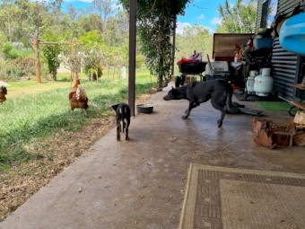Kelpie pup 10 weeks