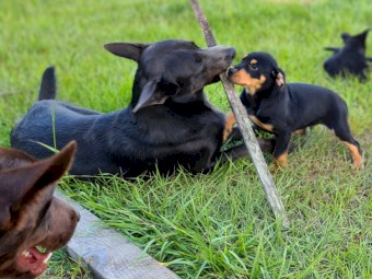 Kelpie pup 10 weeks