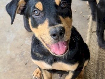 Kelpie pup 10 weeks