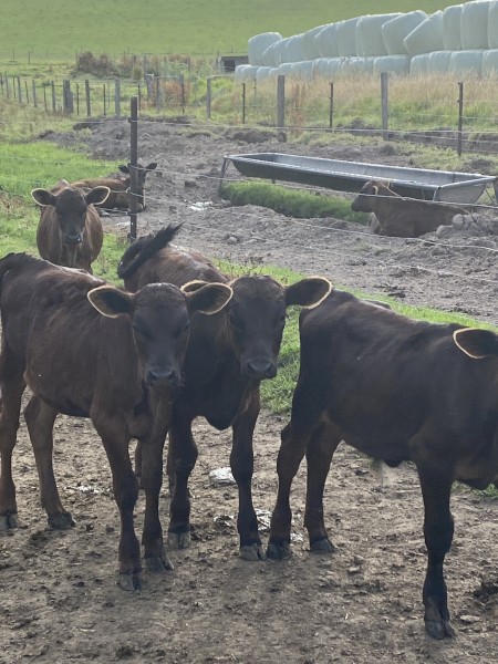 Weaned calves