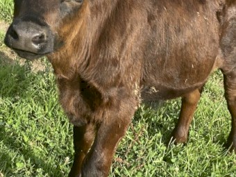 Weaned calves