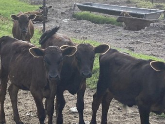 Weaned calves