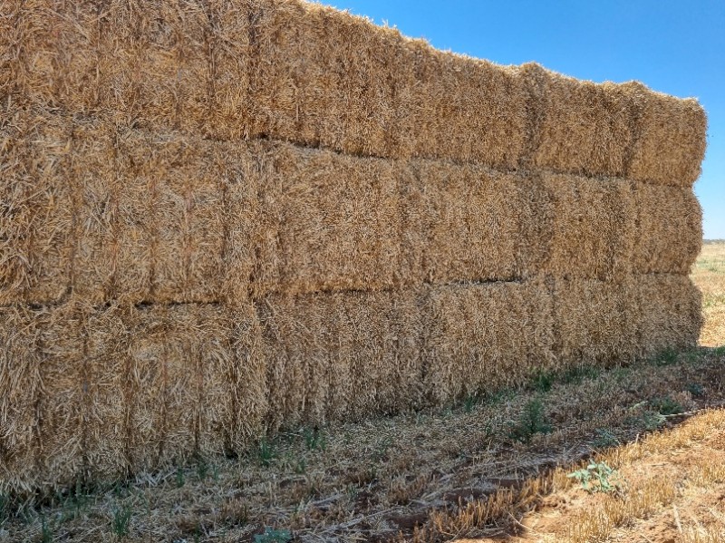 Barley Straw
