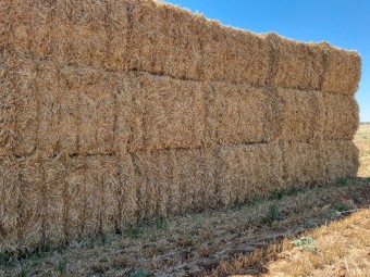 Barley Straw