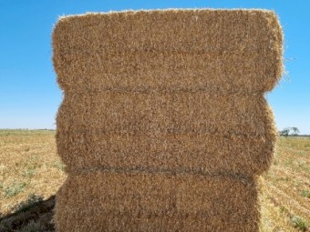 Barley Straw