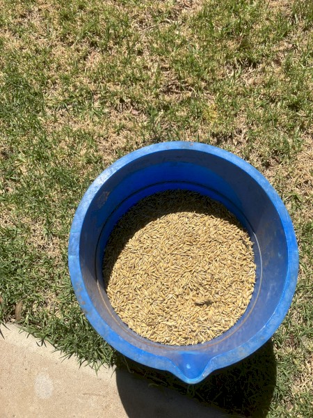 Moby Barley 