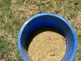 Moby Barley 