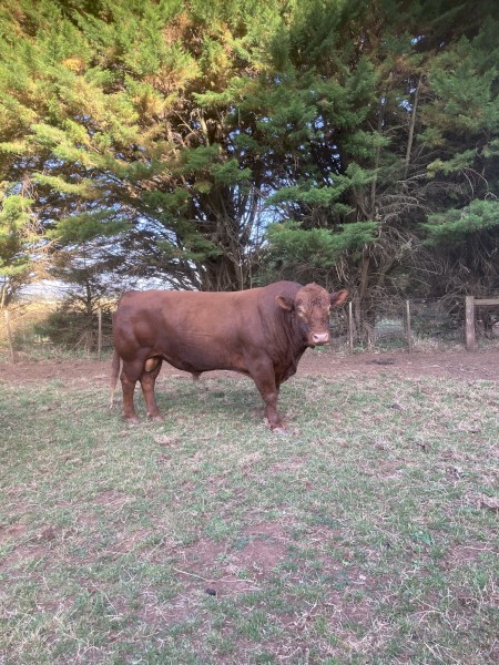 Angus Bull